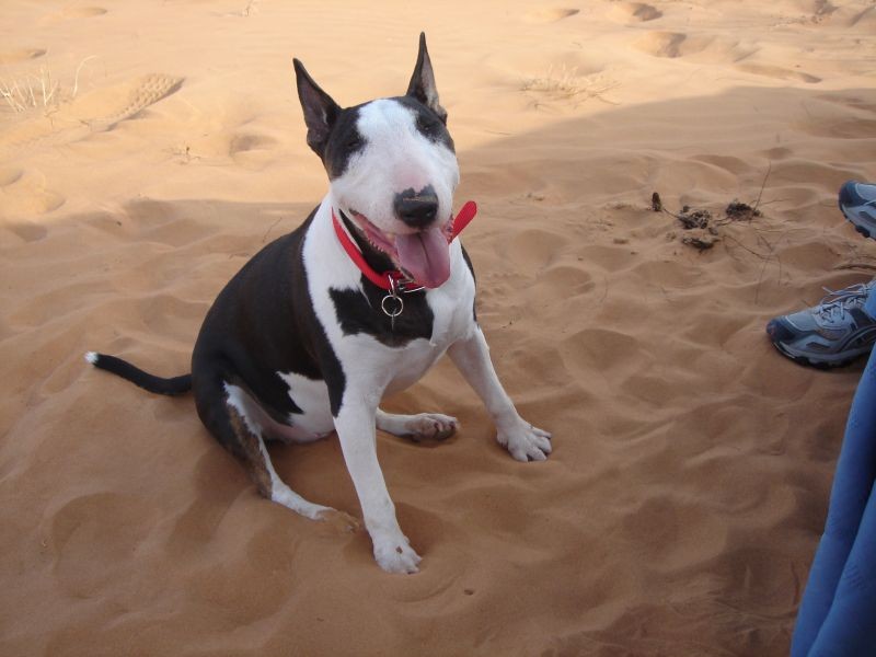 Jacky in der Wüste 2007